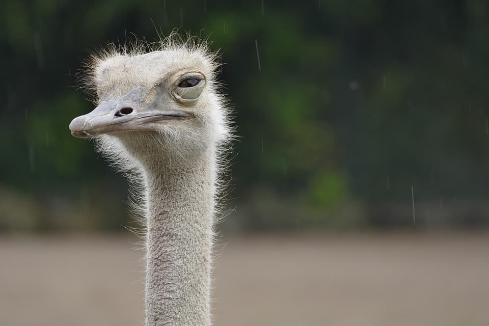 Listin að vera óþolandi